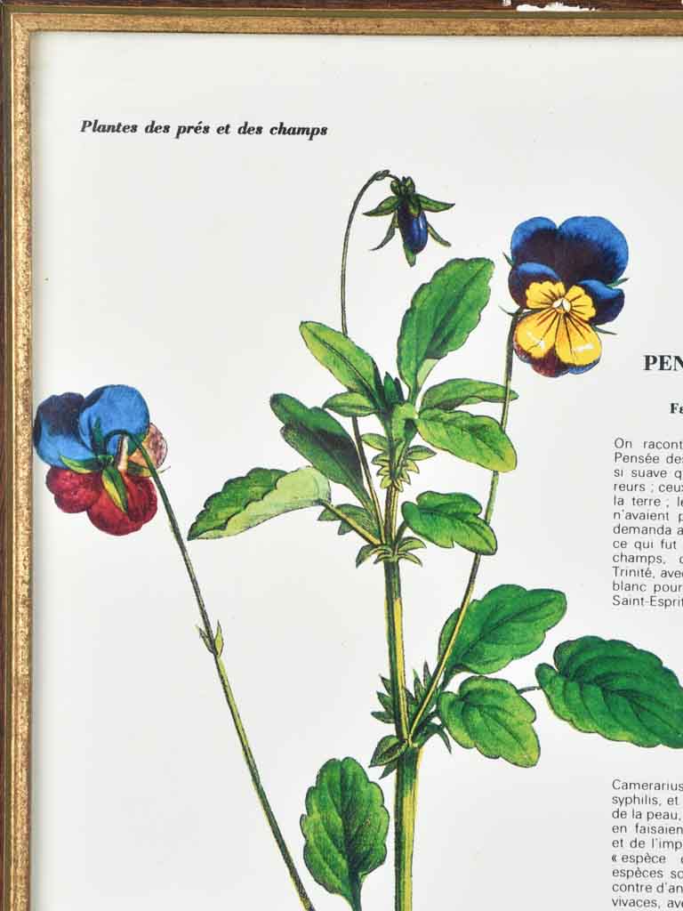 Early 20th century botanic art - wild pansy 12½" x 8¼"