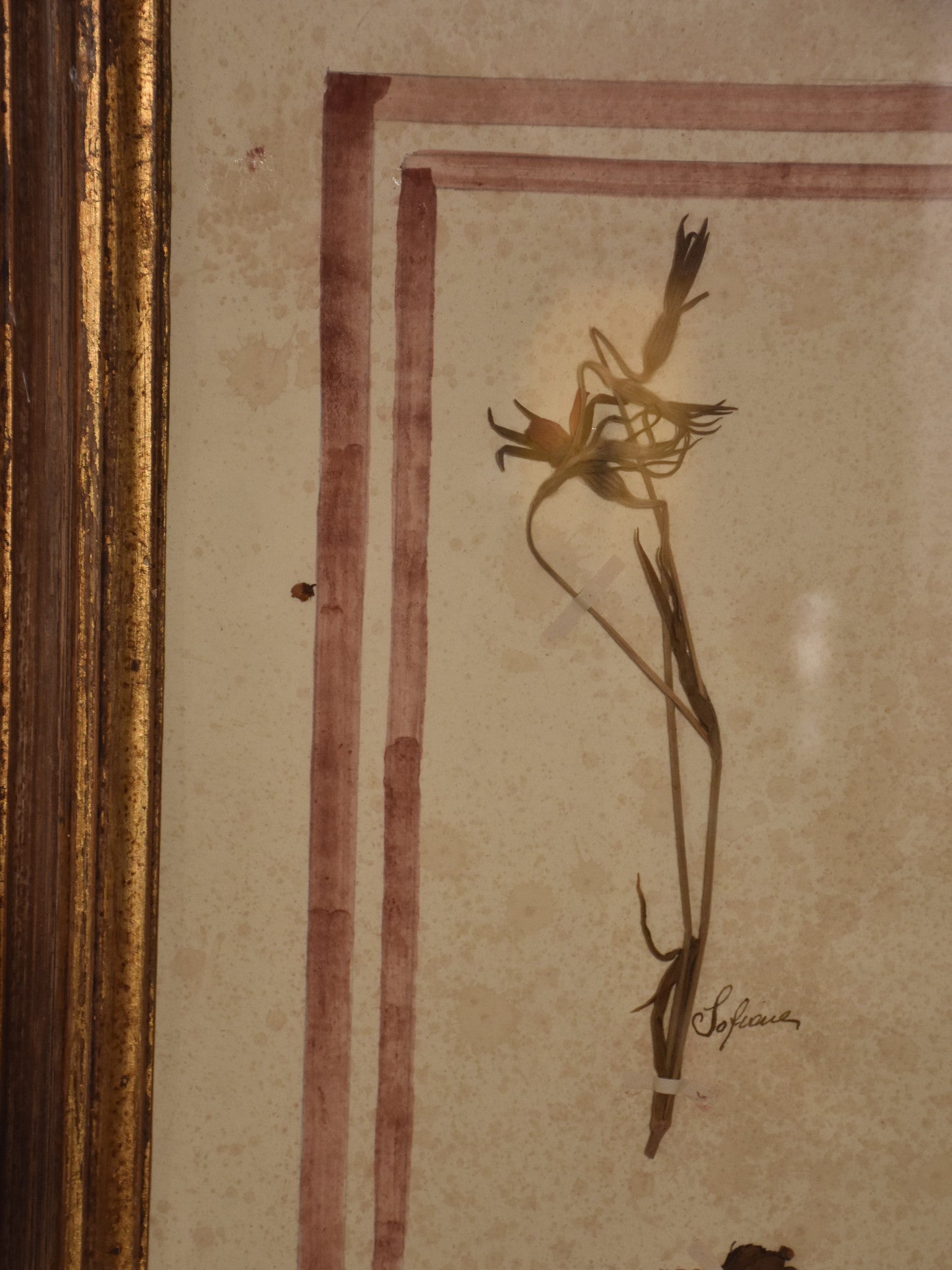 Italian botanical flowers in an antique gilded frame