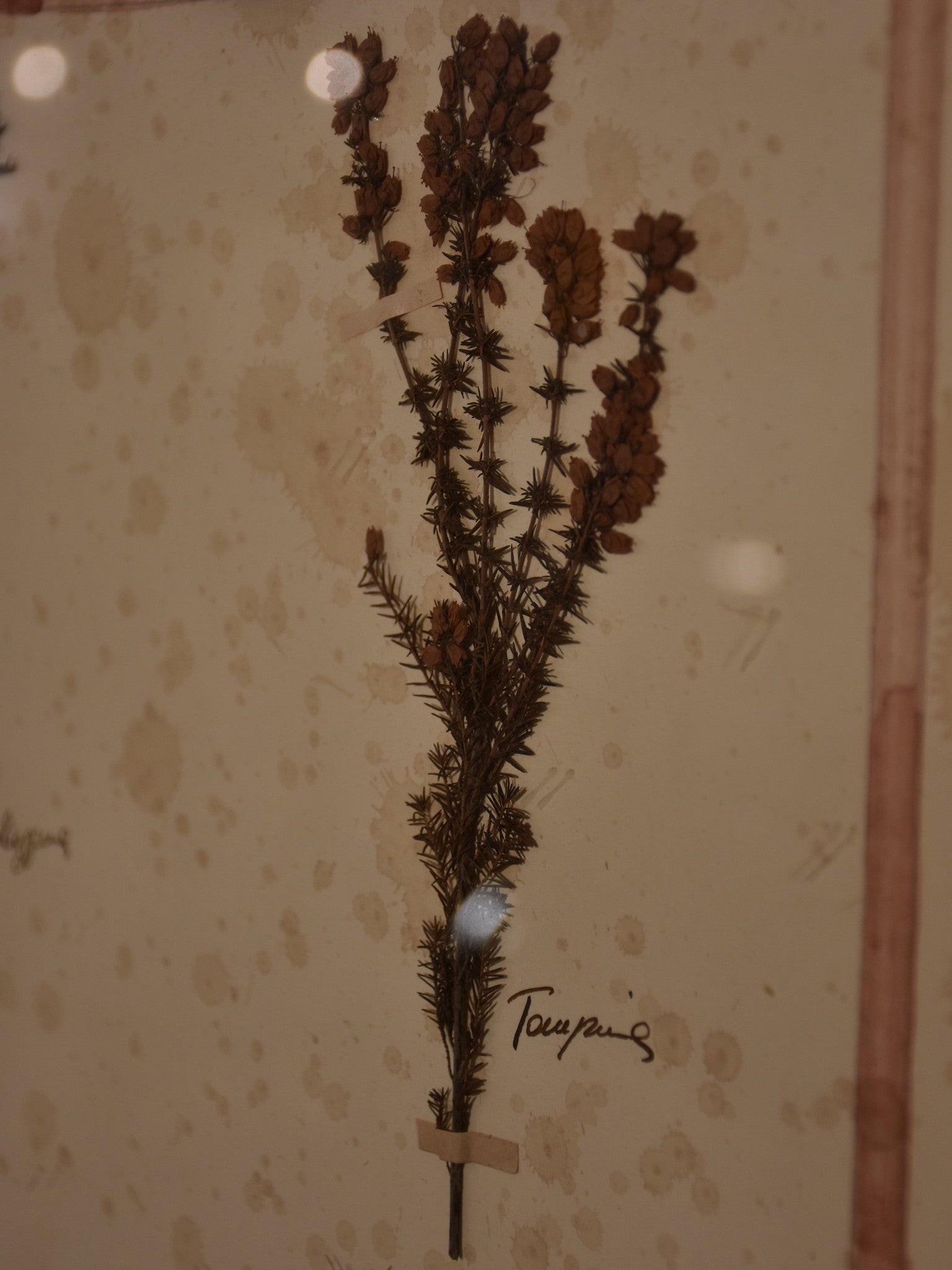 Italian assemblage of floral specimens