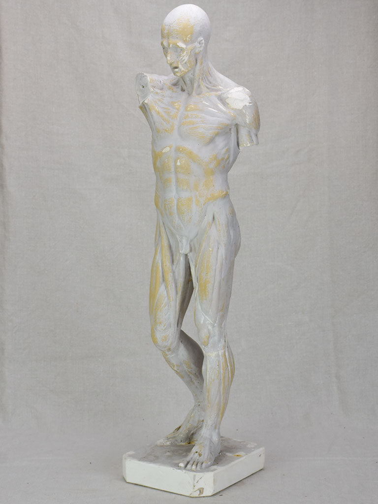 Plaster anatomical sculpture from the early twentieth century 29¼"