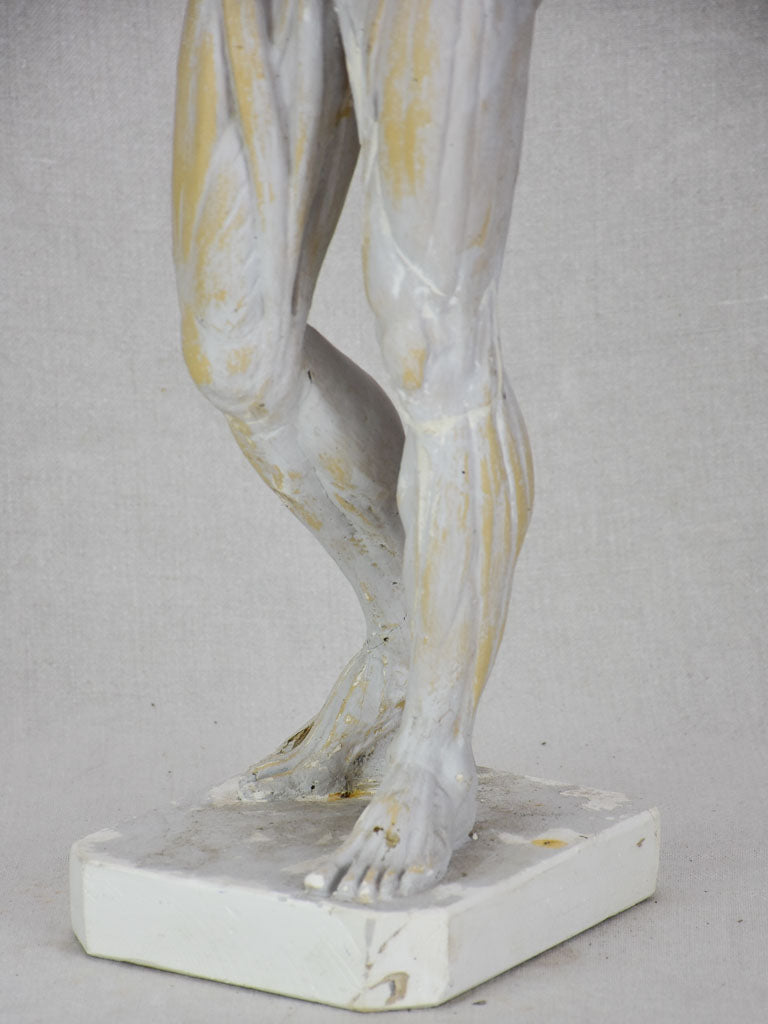 Plaster anatomical sculpture from the early twentieth century 29¼"