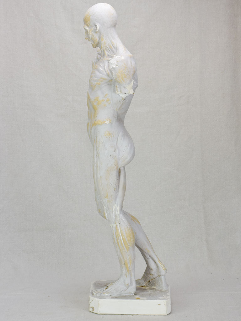 Plaster anatomical sculpture from the early twentieth century 29¼"