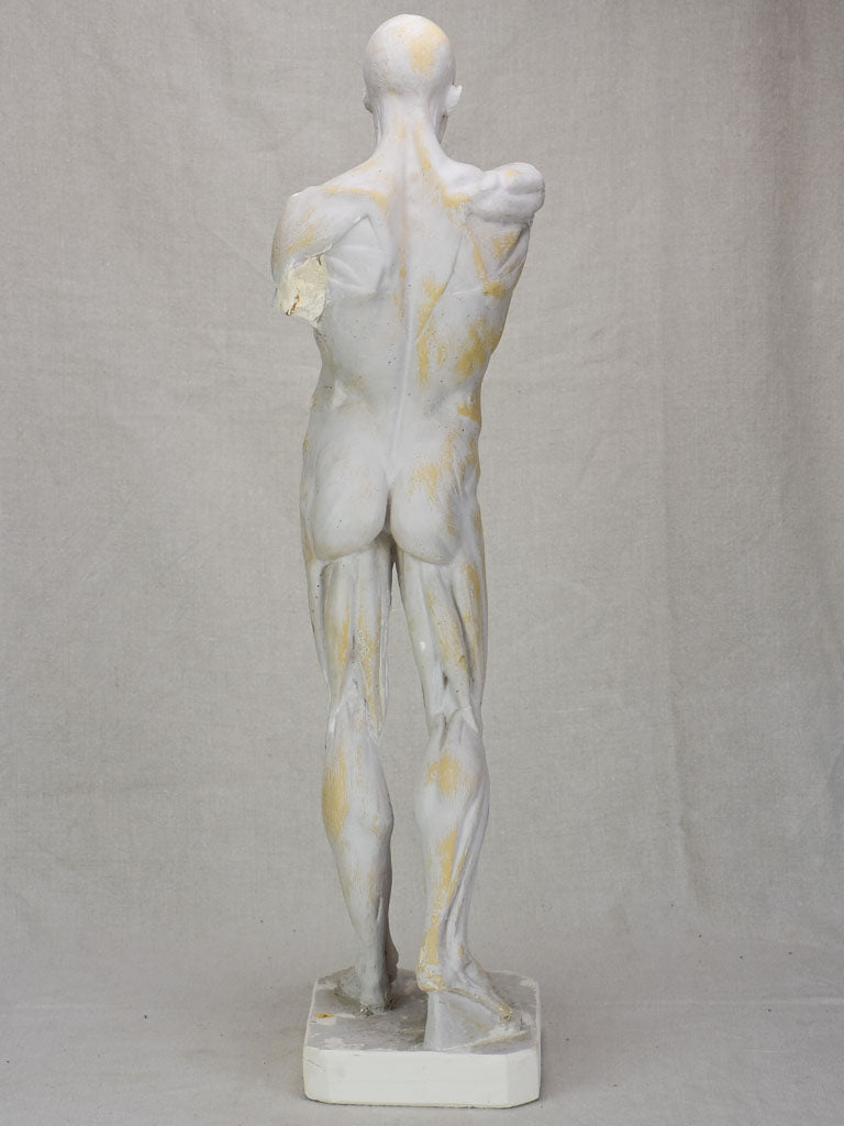 Plaster anatomical sculpture from the early twentieth century 29¼"