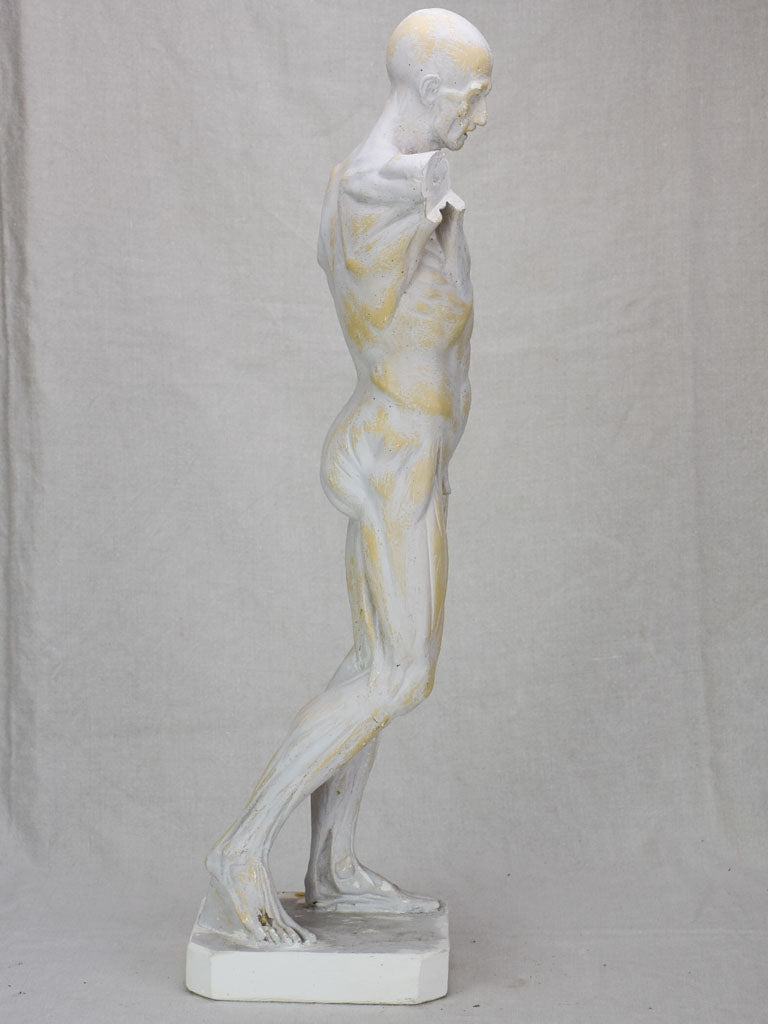 Plaster anatomical sculpture from the early twentieth century 29¼"