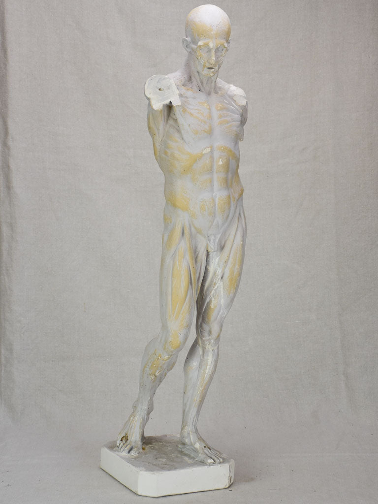 Plaster anatomical sculpture from the early twentieth century 29¼"