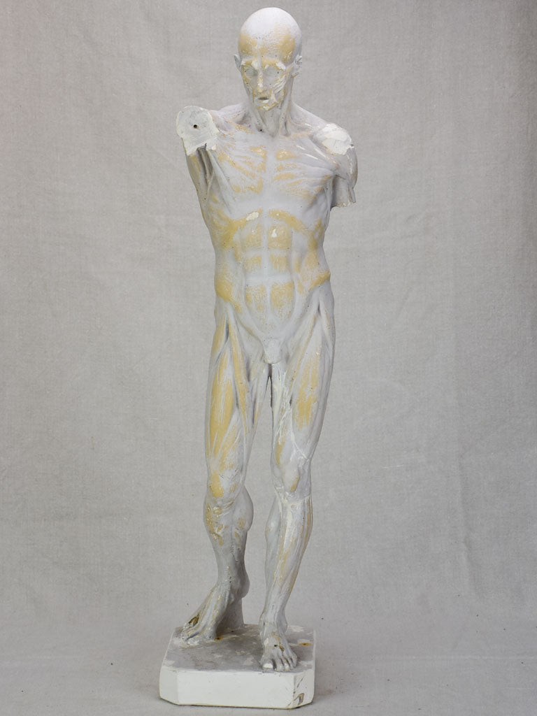 Plaster anatomical sculpture from the early twentieth century 29¼"