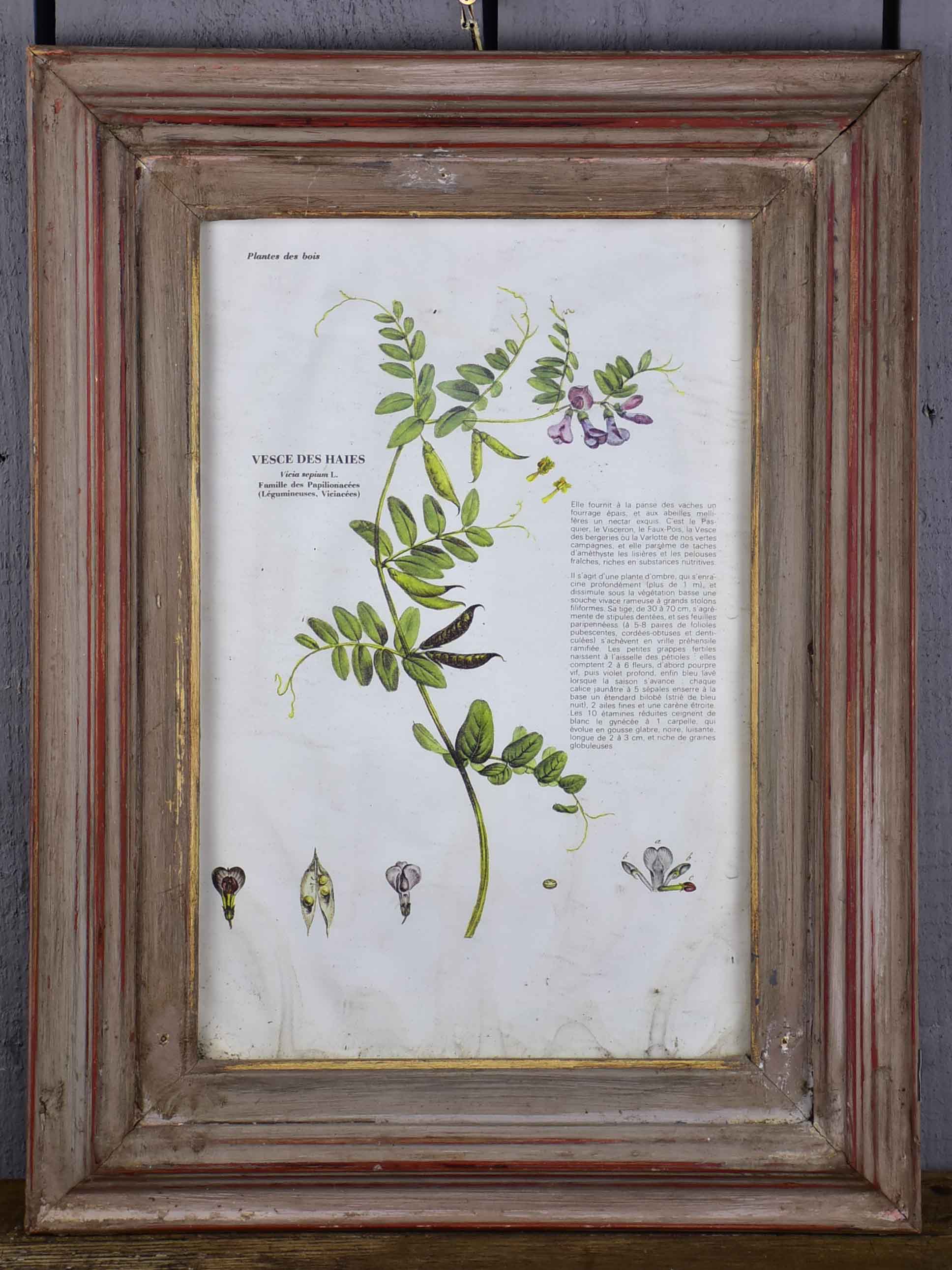 Antique French herbière