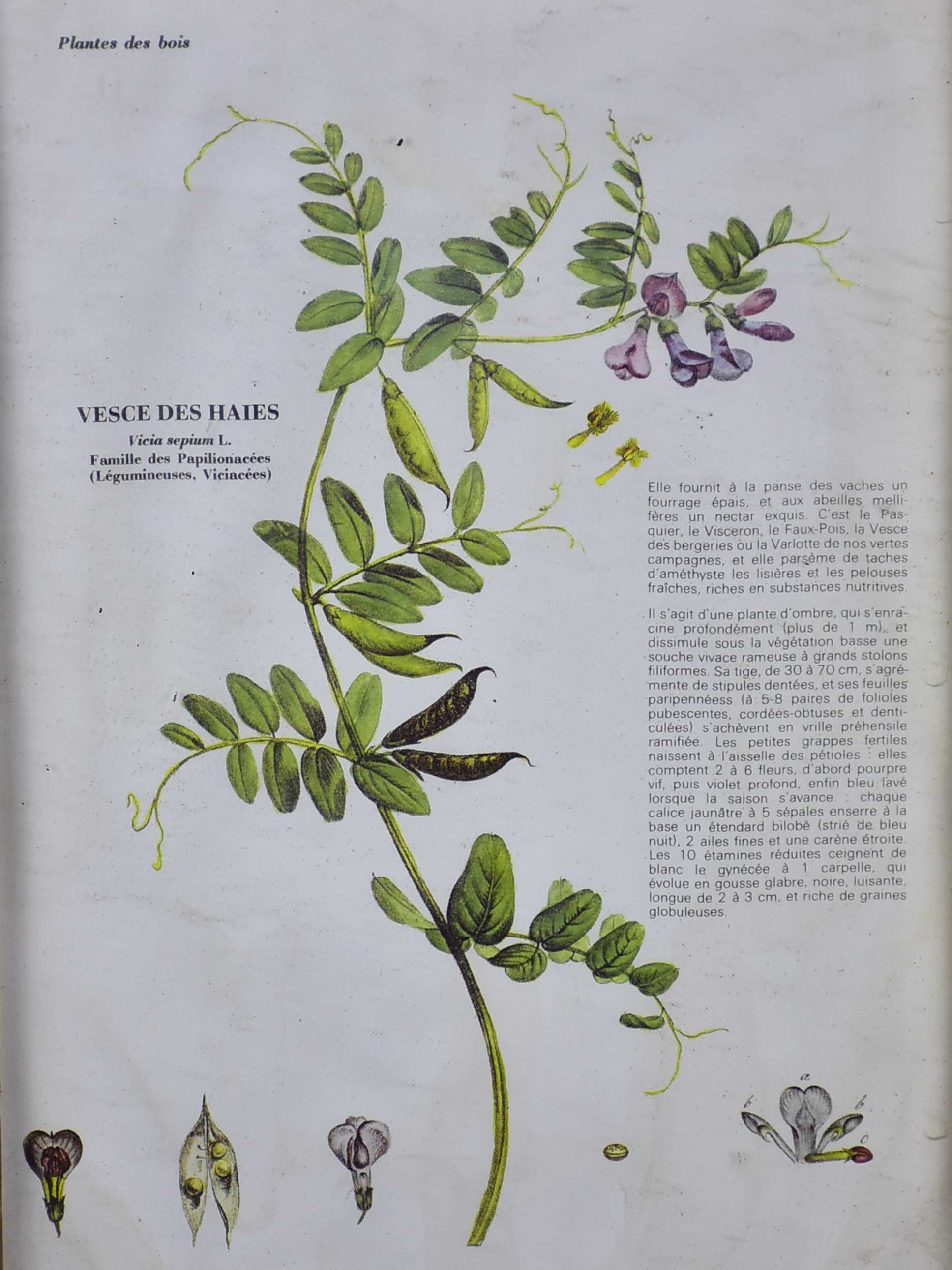 Antique French herbière