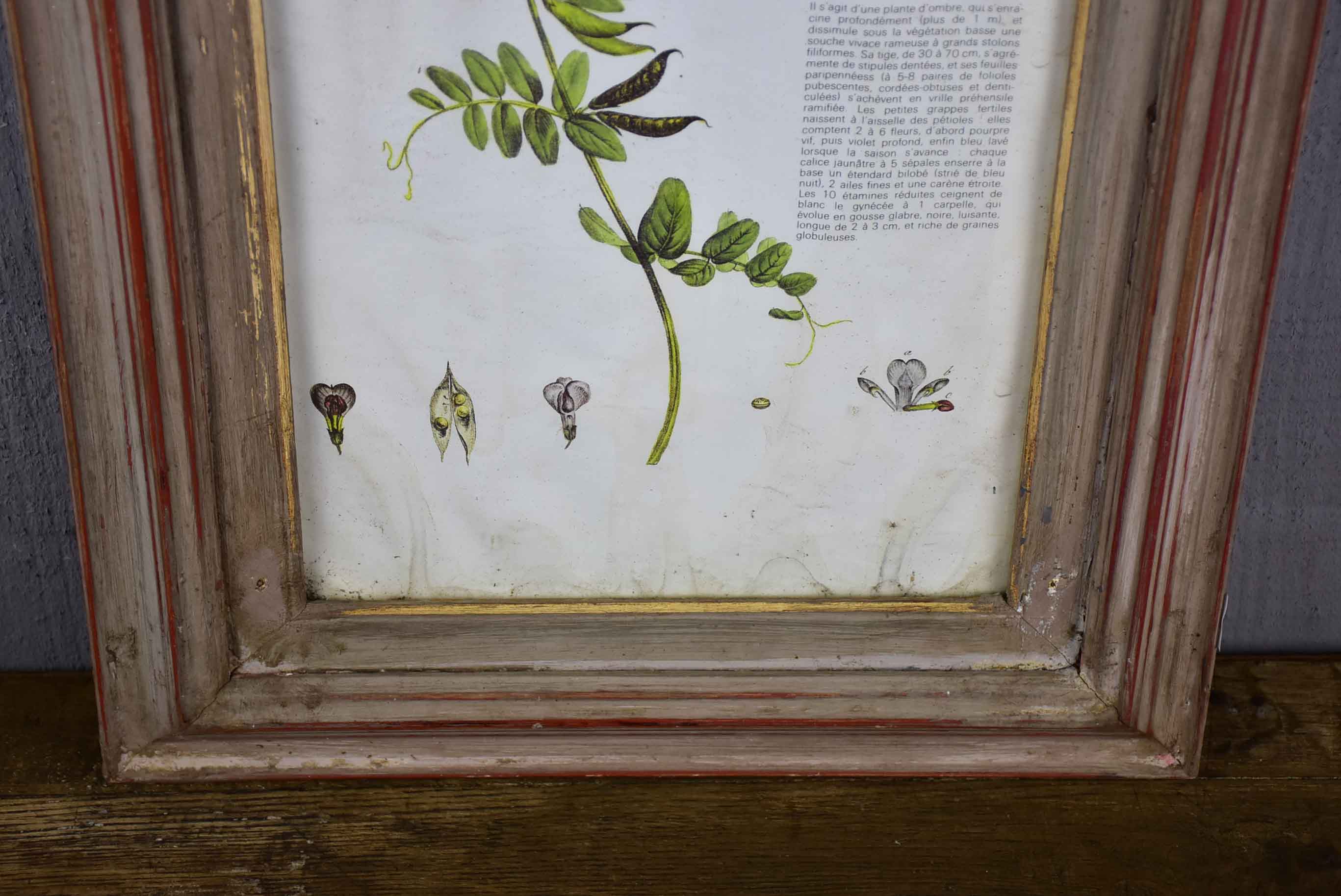 Antique French herbière