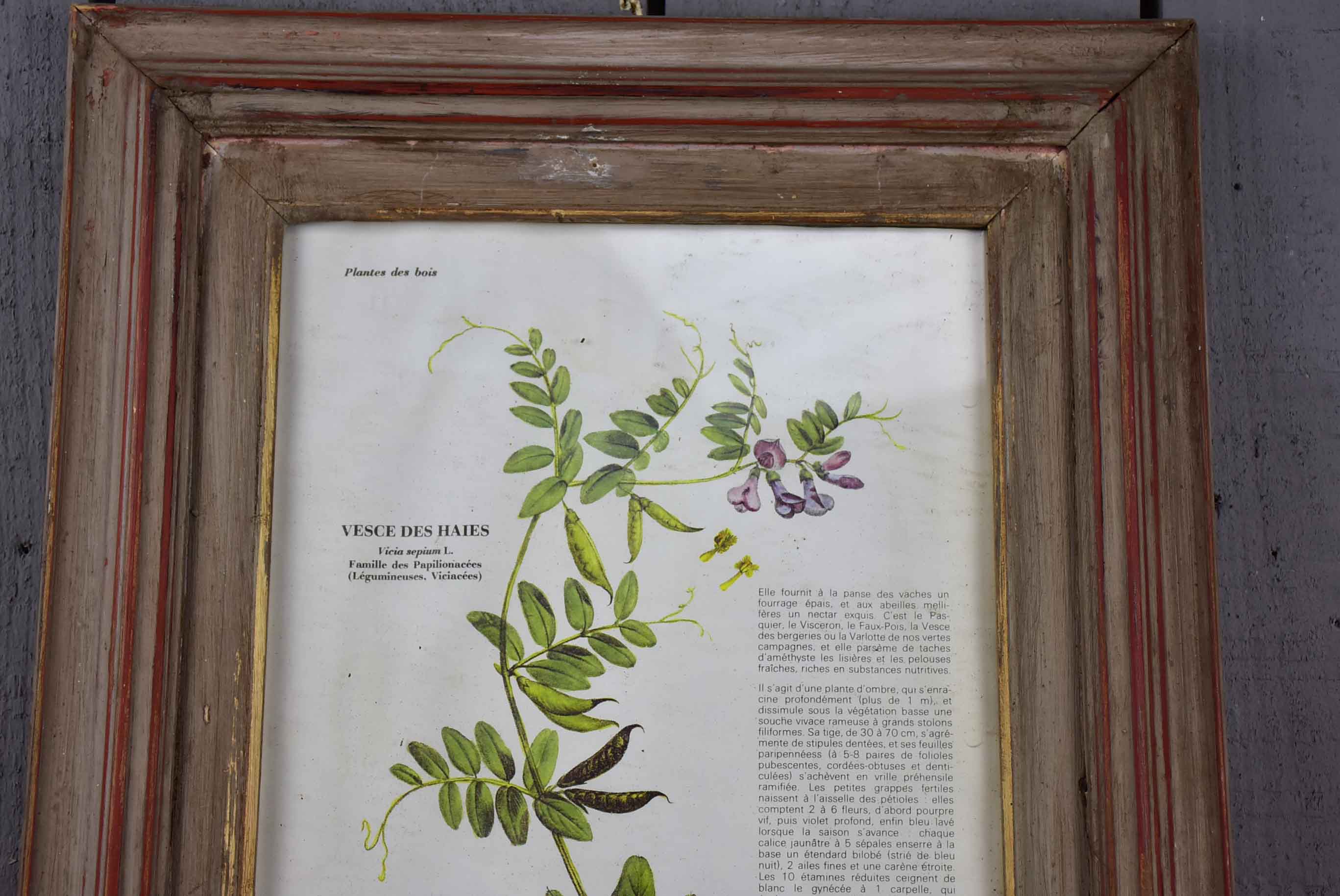 Antique French herbière