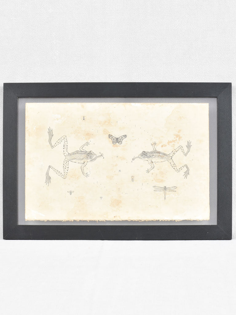 Andrea Collesano drawing - frogs and butterflies 15" x 21¾"