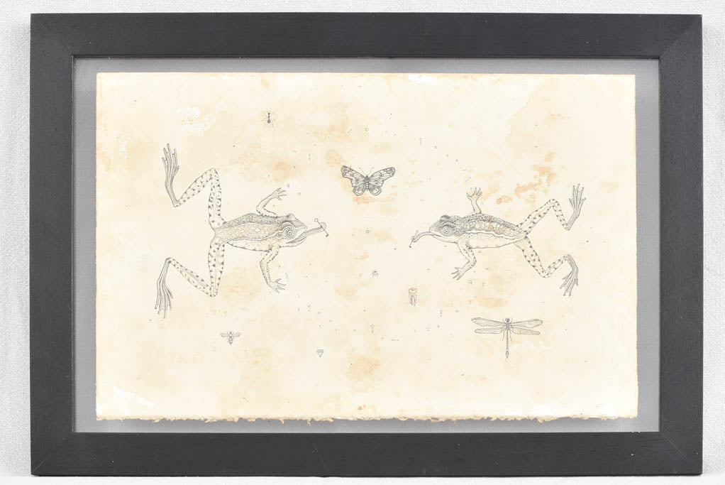 Andrea Collesano drawing - frogs and butterflies 15" x 21¾"