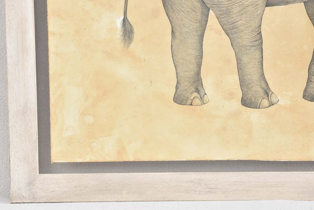 Andrea Collesano drawing - elephant & butterfly 23¾" x 32"