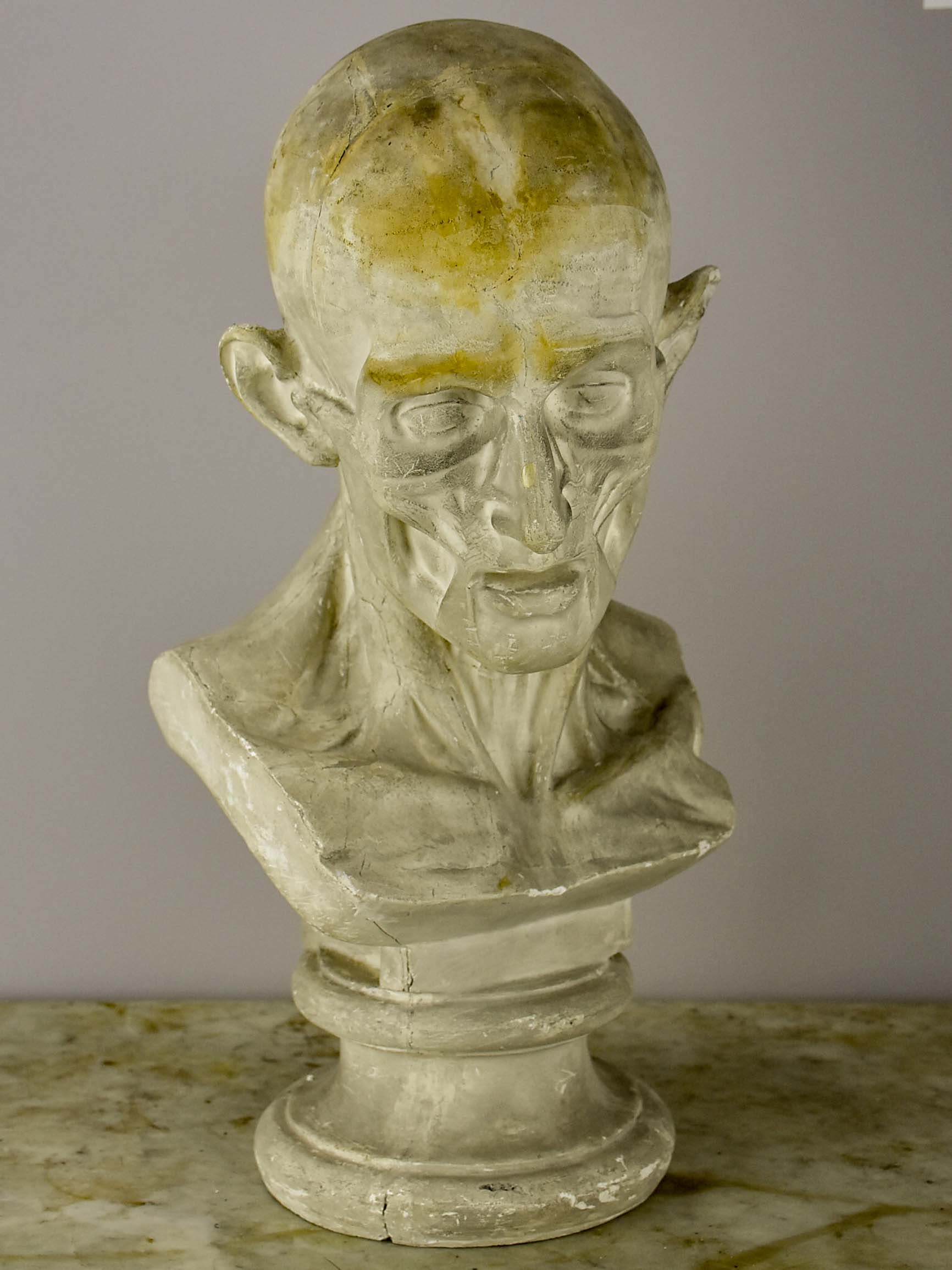 19th Century French plaster male anatomical bust