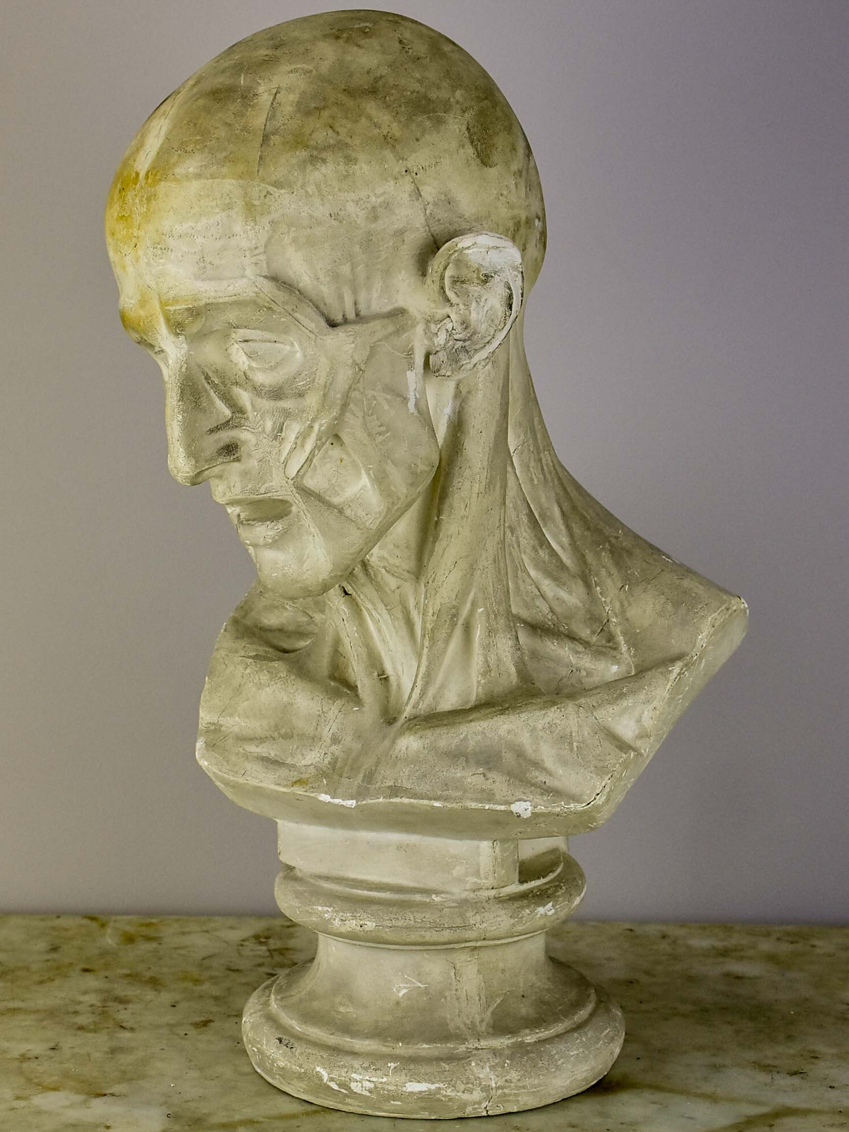 19th Century French plaster male anatomical bust