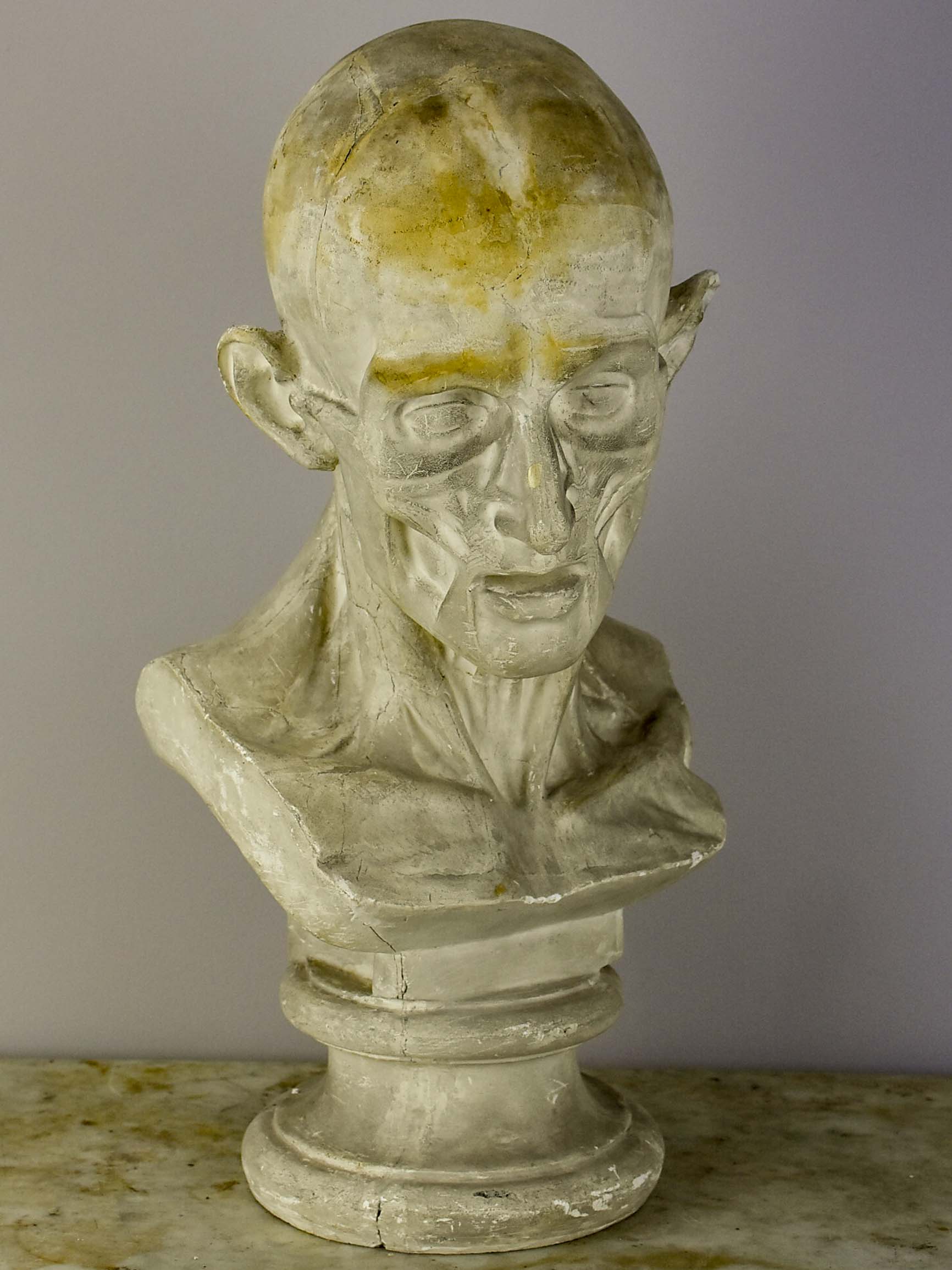 19th Century French plaster male anatomical bust