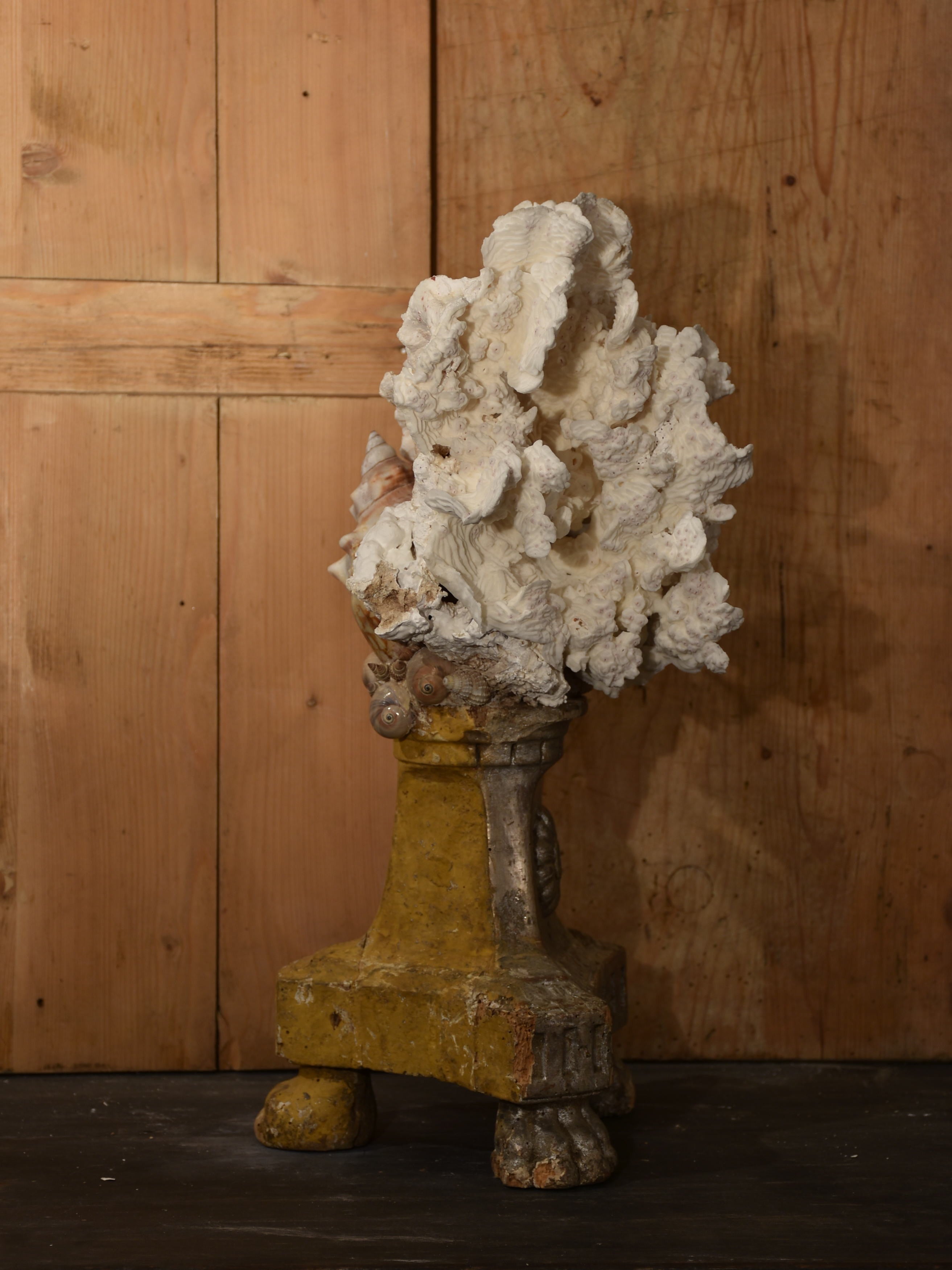 Mounted Coral and shell specimens on antique base