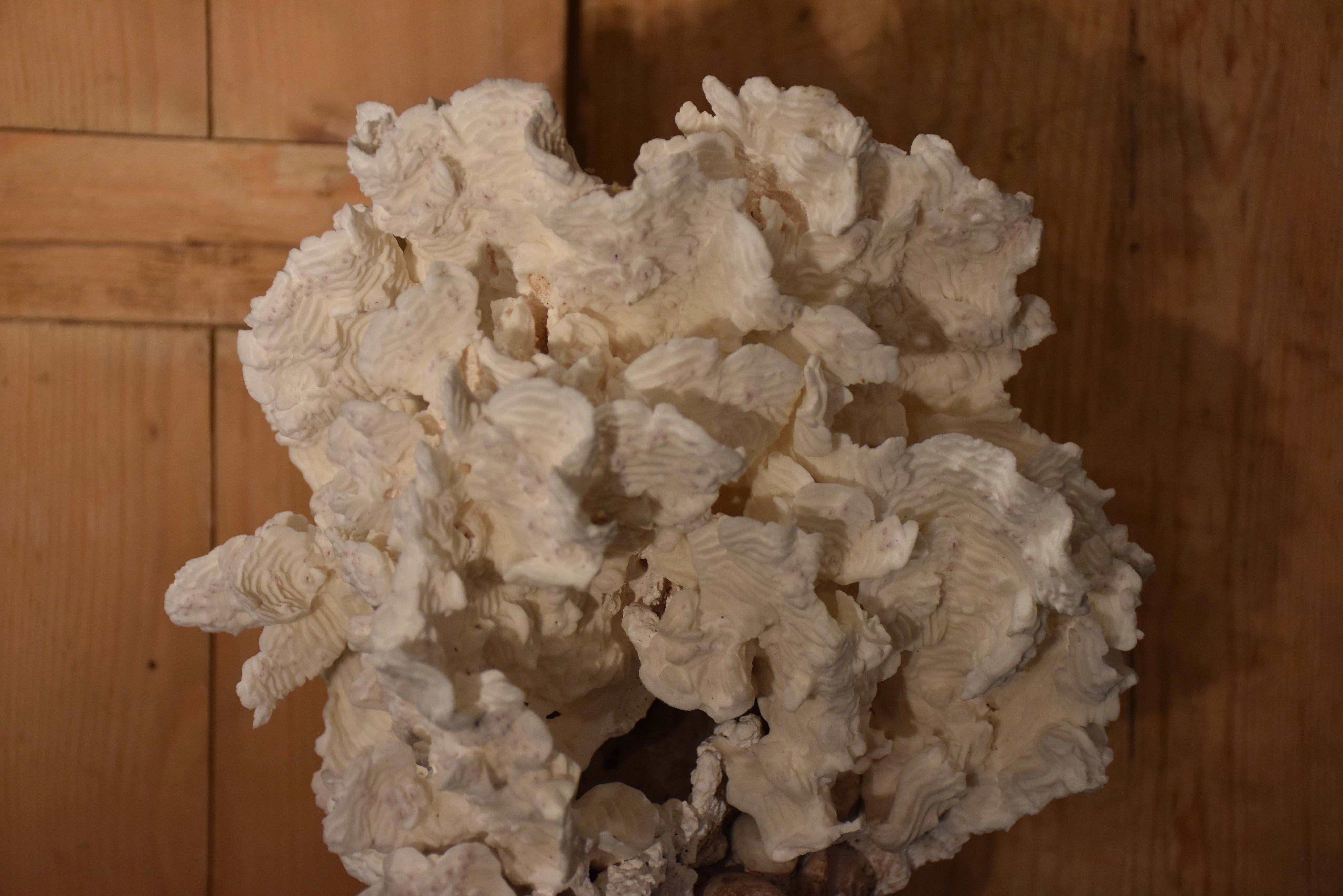 Mounted Coral and shell specimens on antique base