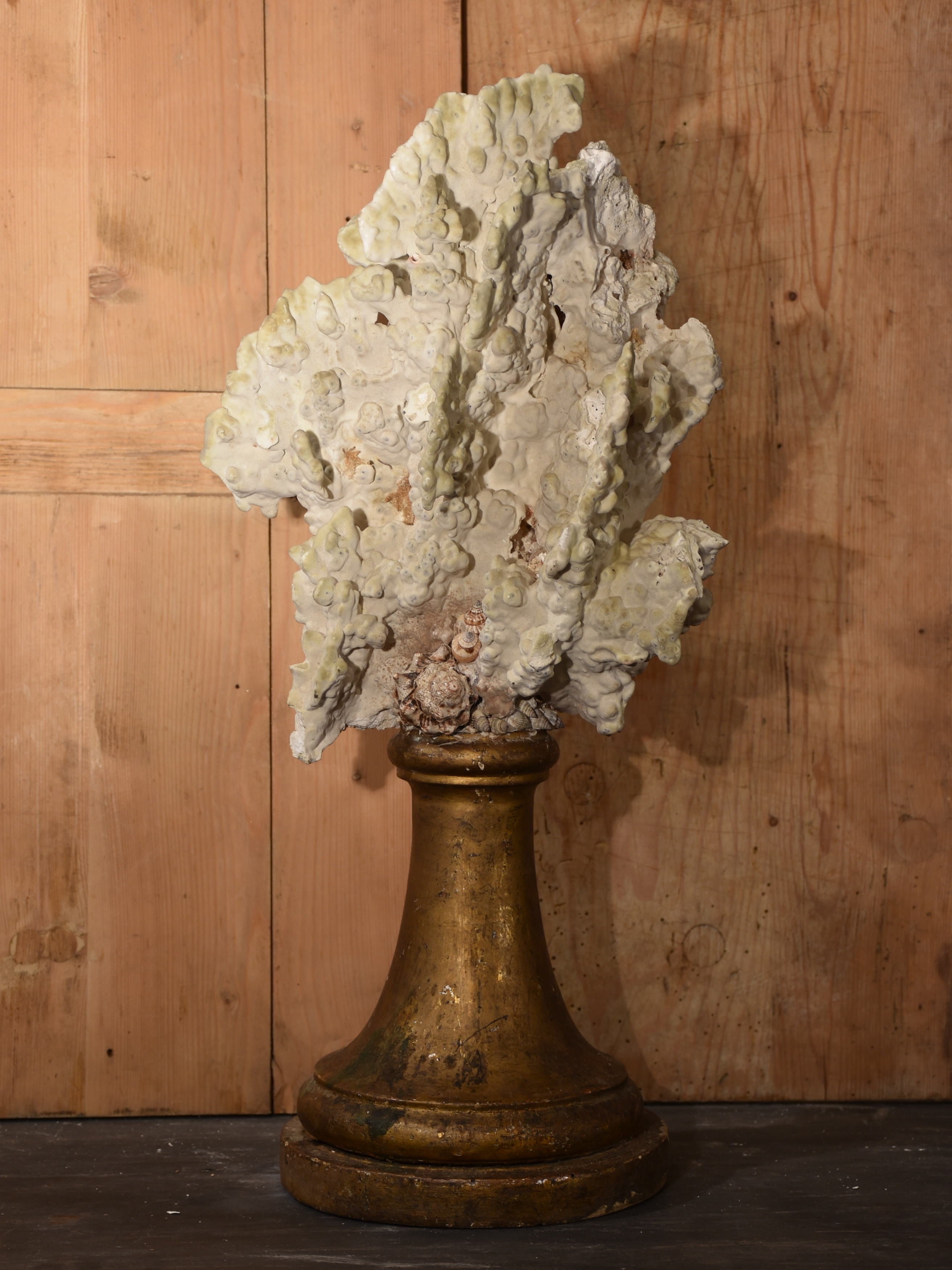 Mounted Coral specimens on antique fluted base