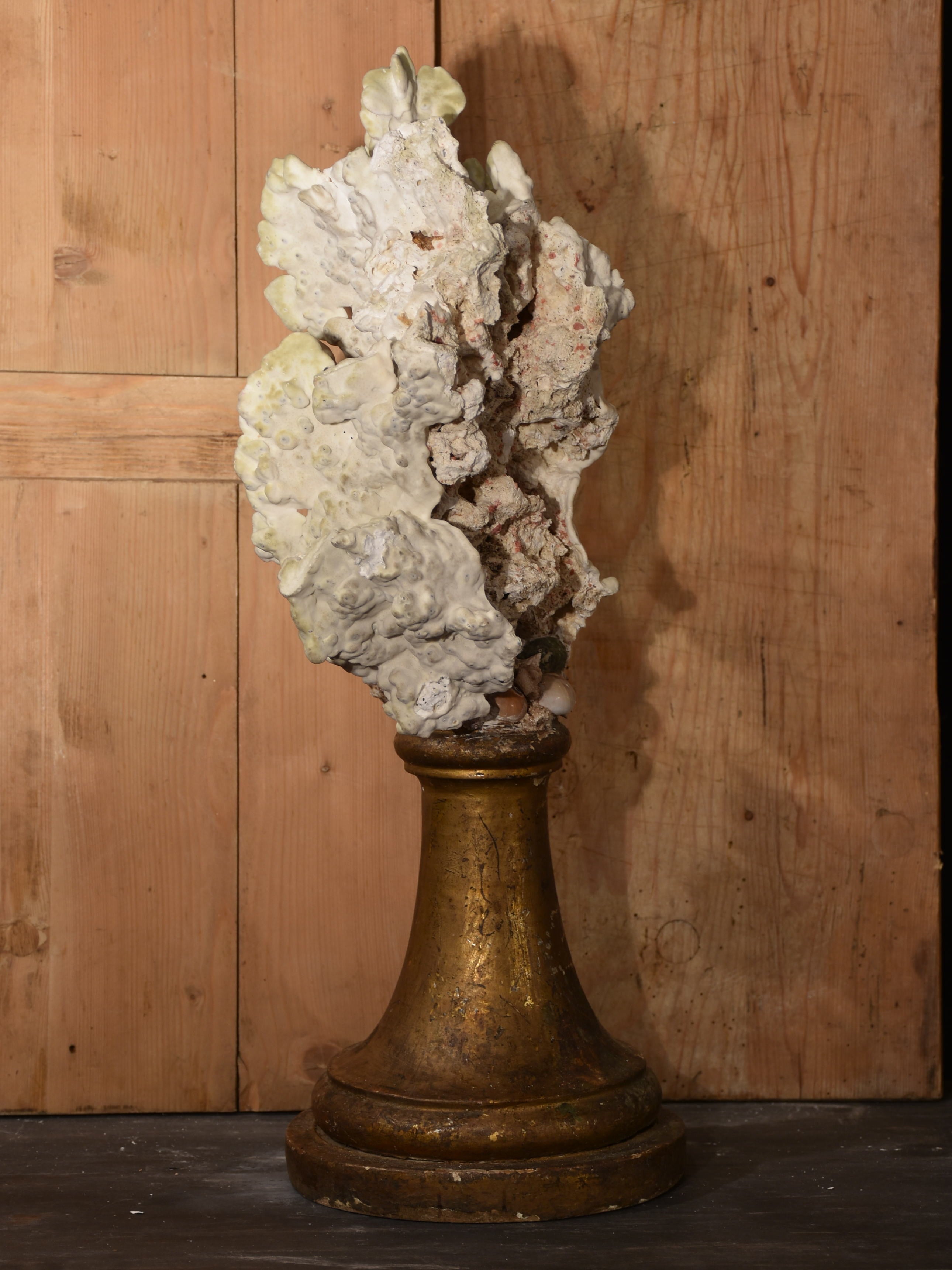 Mounted Coral specimens on antique fluted base