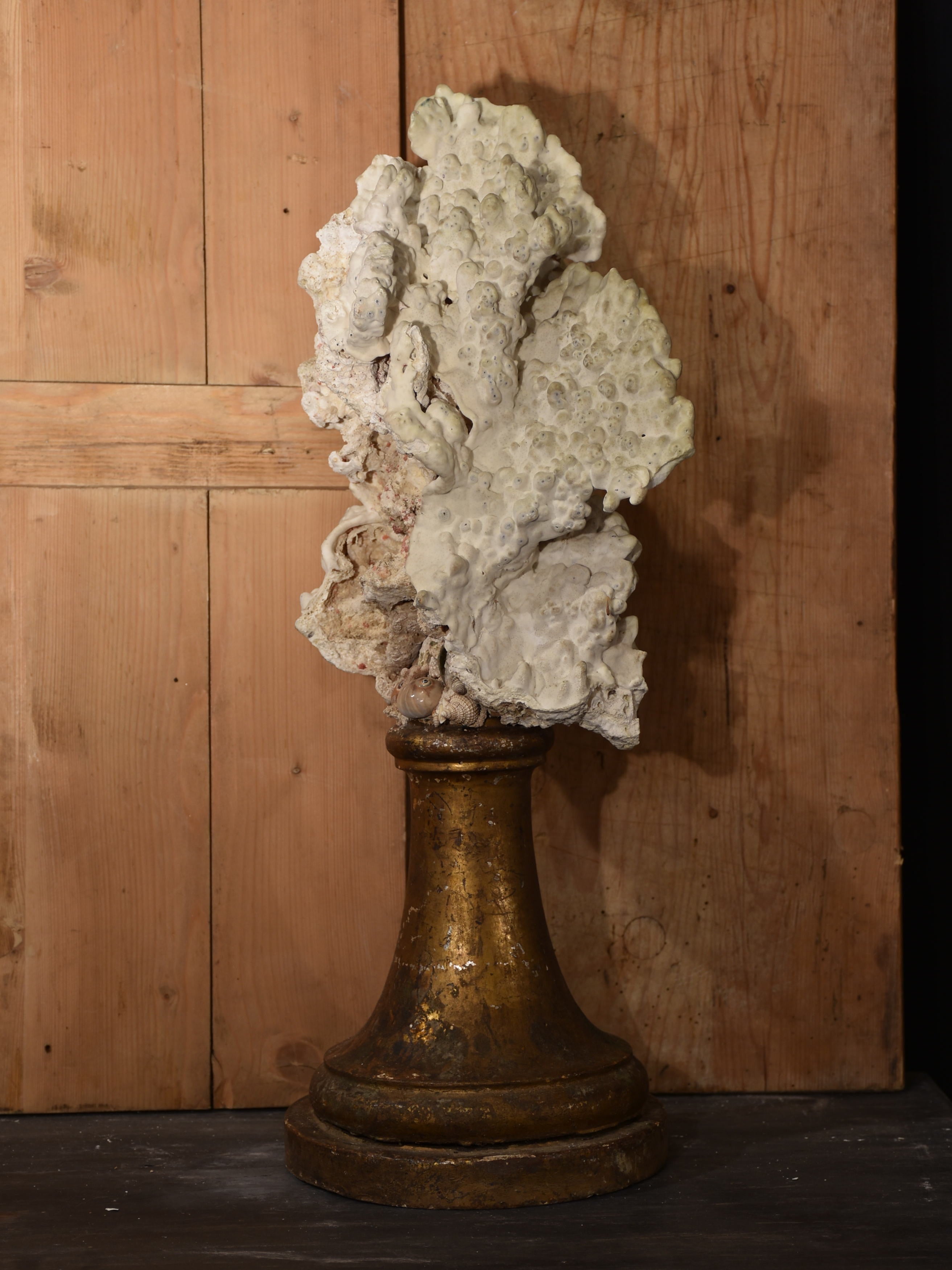 Mounted Coral specimens on antique fluted base