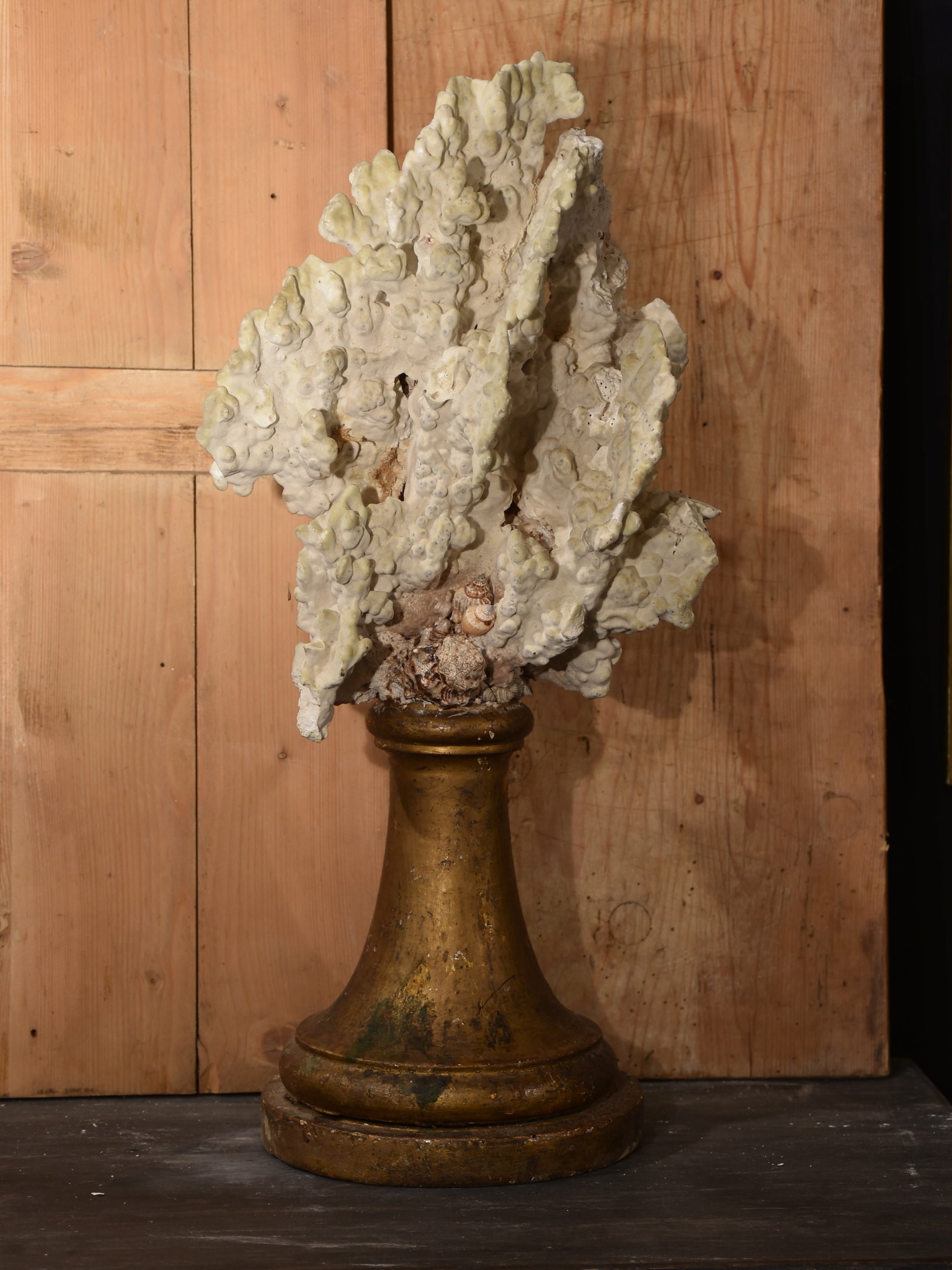 Mounted Coral specimens on antique fluted base