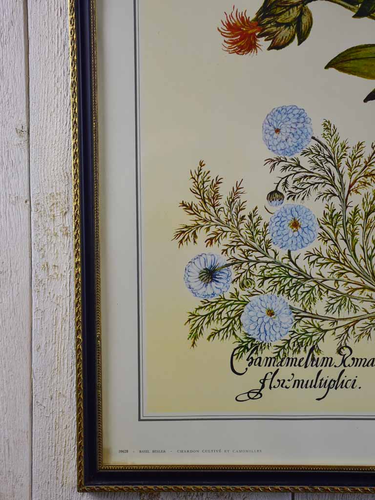 Vintage French botanic art print - Cnicus Sativus 26¾" x 22¾"