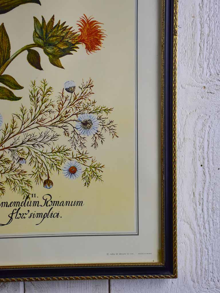 Vintage French botanic art print - Cnicus Sativus 26¾" x 22¾"