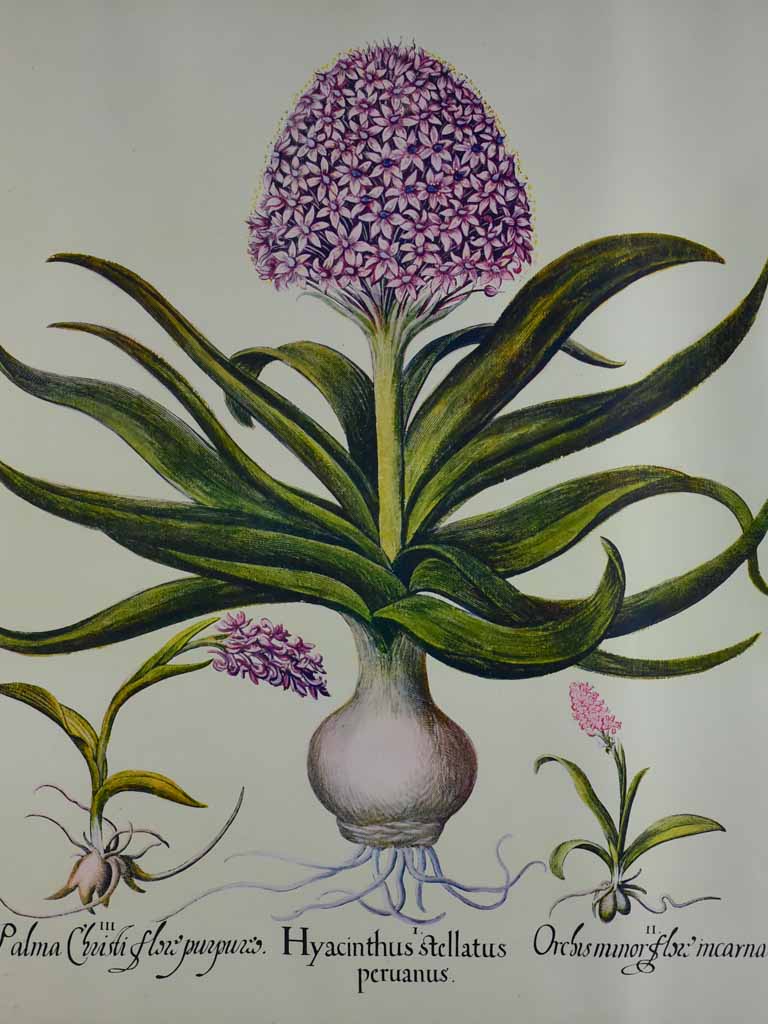 Vintage French botanic art print  - Hyacinth 22½" x 26¾"