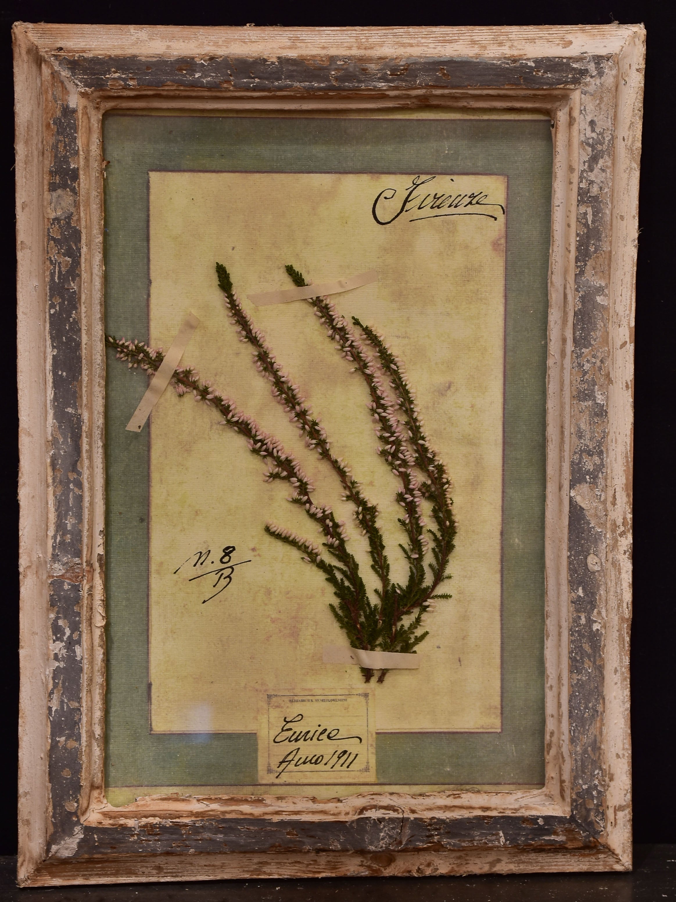 Two framed botanicals