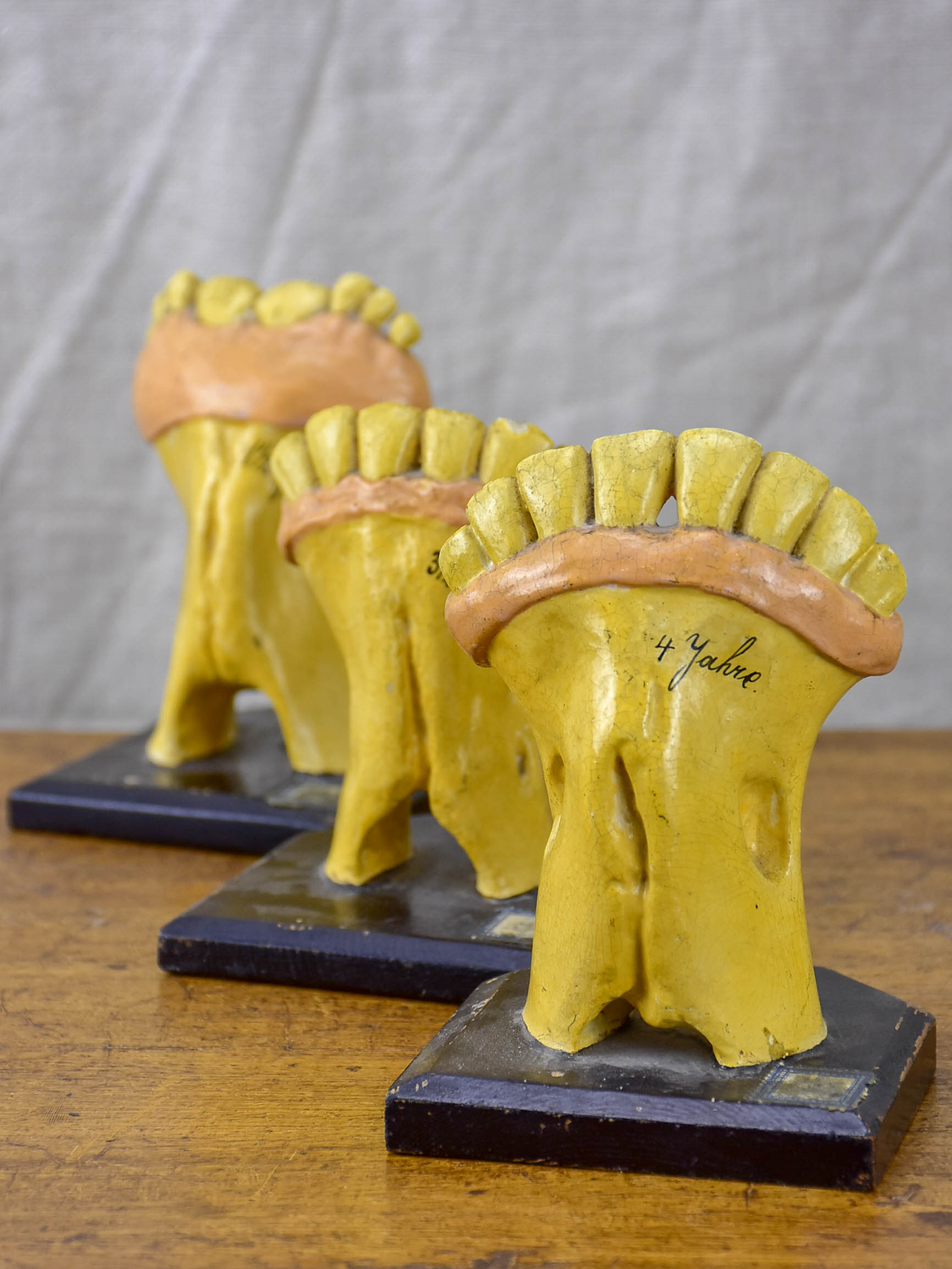 Three antique horse teeth molds from a Veterniary school