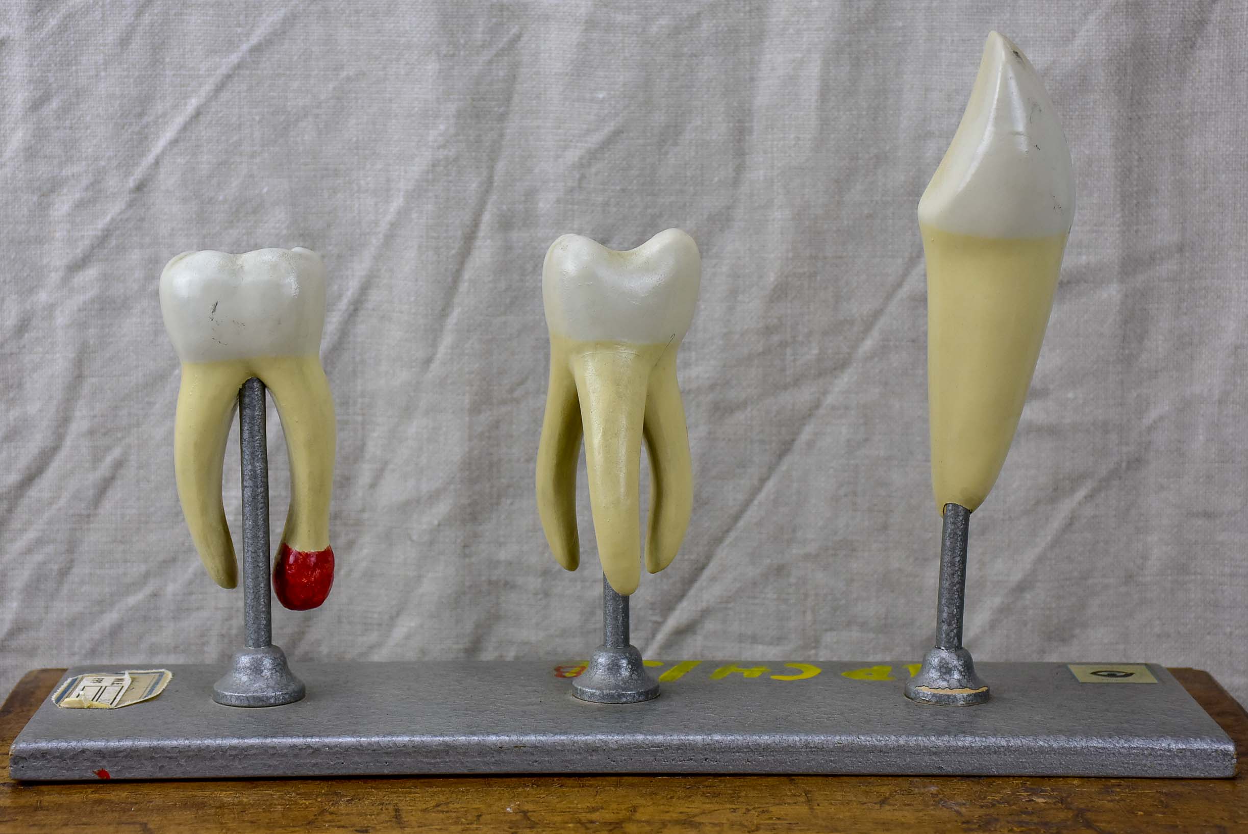 Anatomical teeth model from Dentistry school