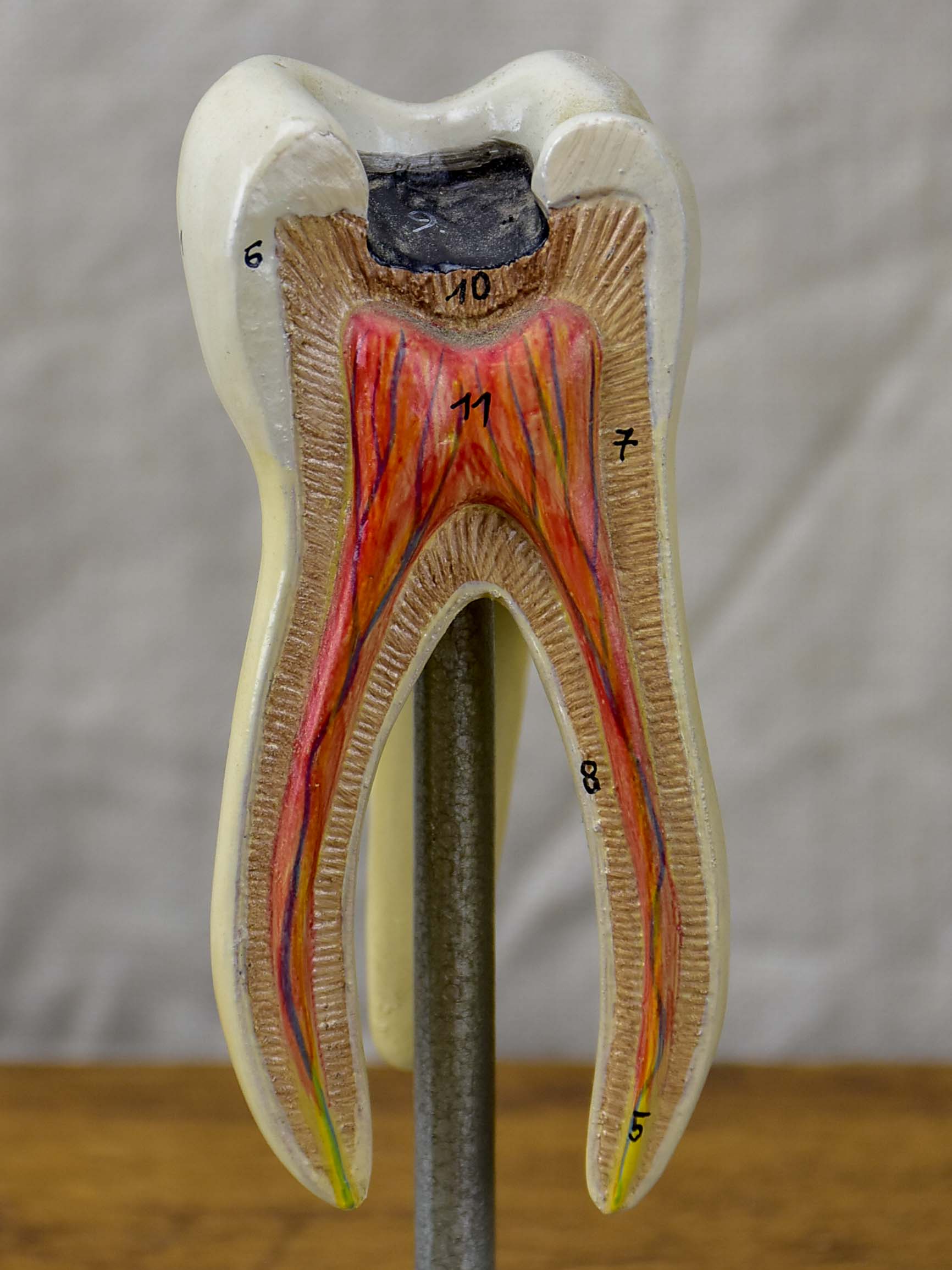 Anatomical teeth model from Dentistry school