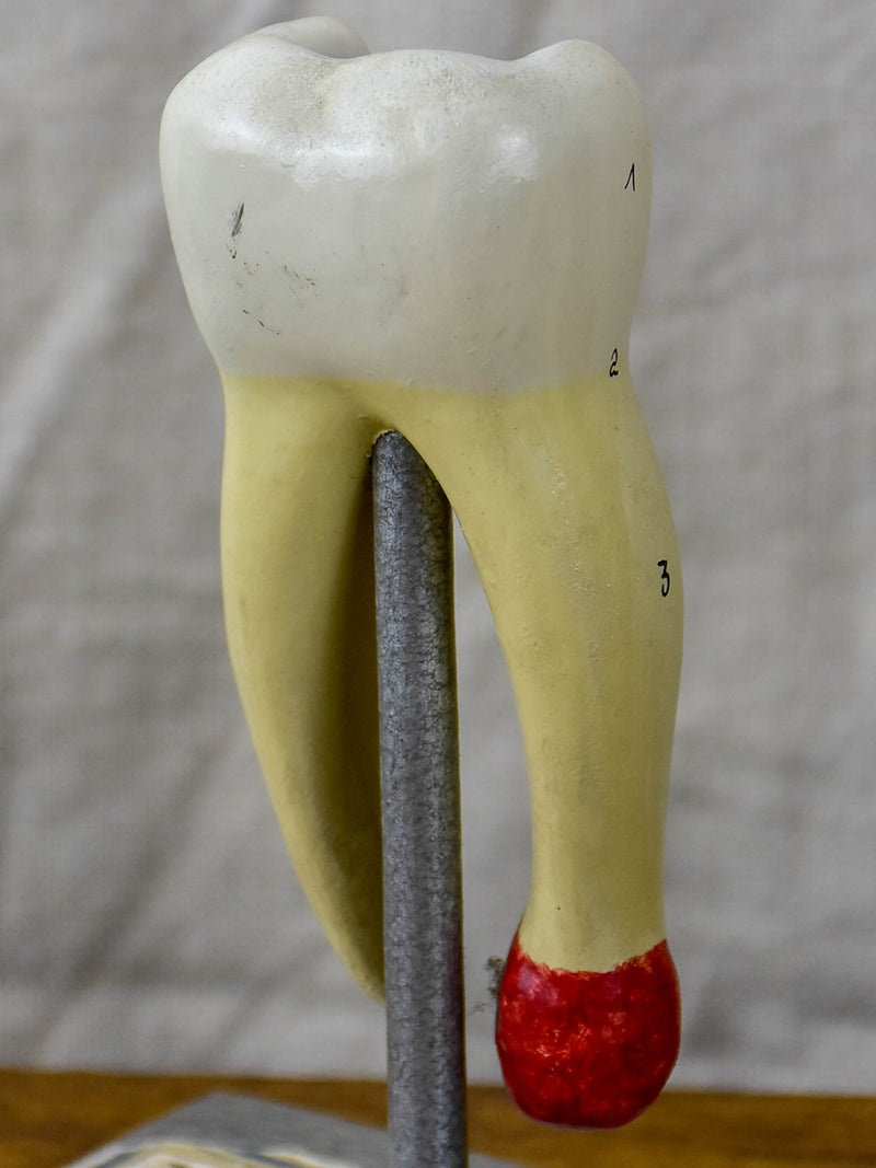 Anatomical teeth model from Dentistry school