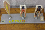 Anatomical teeth model from Dentistry school