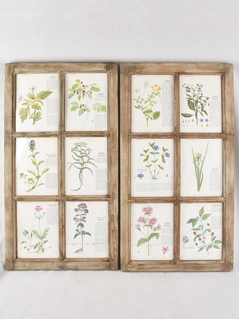 Two salvaged windows displaying botanic prints 43¾" x 23¾"