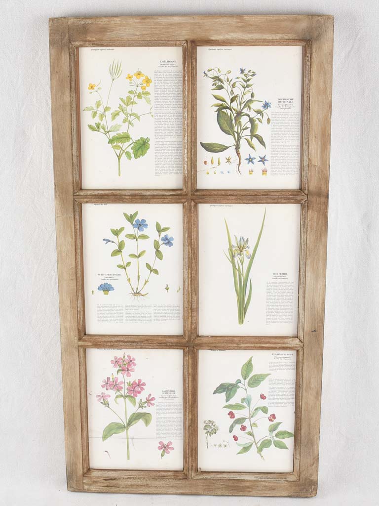 Two salvaged windows displaying botanic prints 43¾" x 23¾"