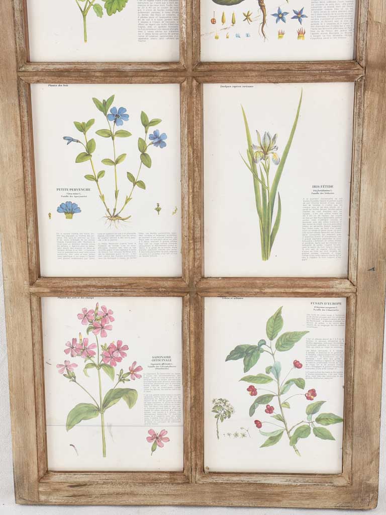 Two salvaged windows displaying botanic prints 43¾" x 23¾"