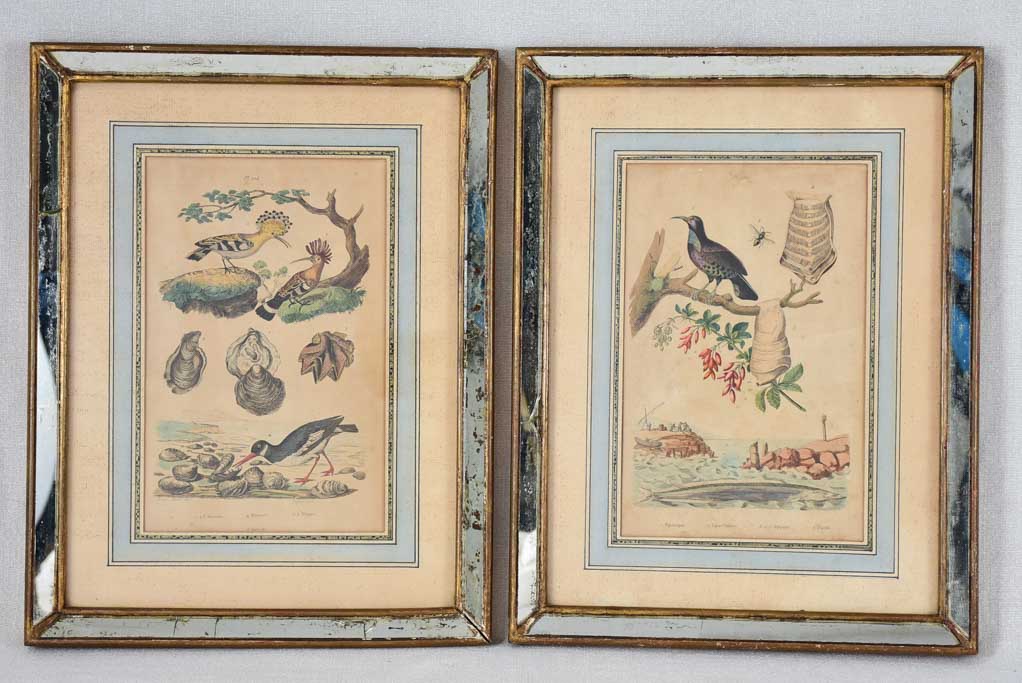 Two late nineteenth century natural history engravings - sea birds and seashells 12¼" x 15¾"