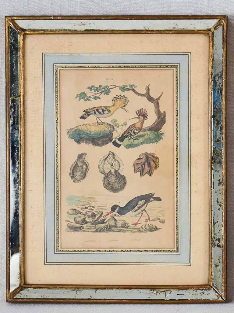 Two late nineteenth century natural history engravings - sea birds and seashells 12¼" x 15¾"