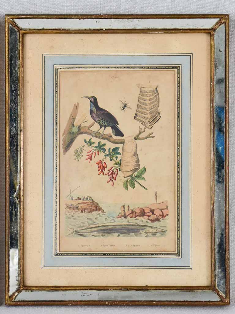 Two late nineteenth century natural history engravings - sea birds and seashells 12¼" x 15¾"