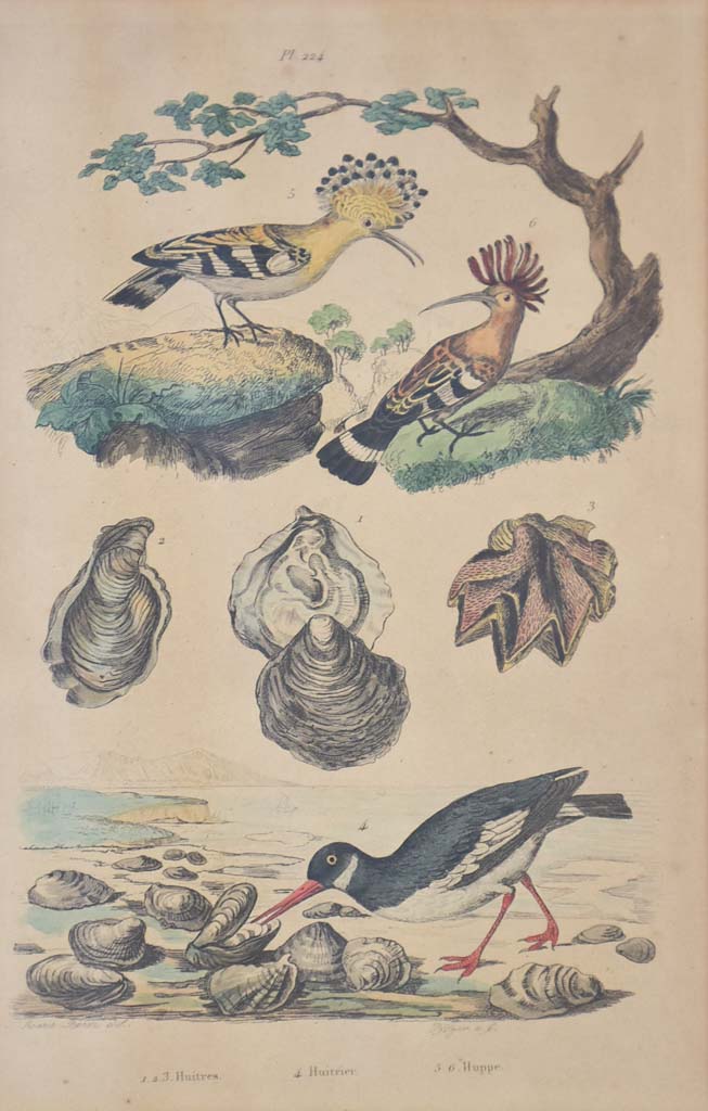 Two late nineteenth century natural history engravings - sea birds and seashells 12¼" x 15¾"