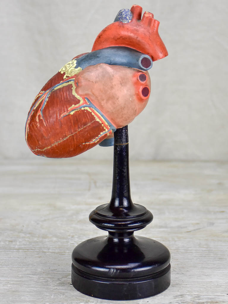 Antique French model of a heart on a black stand